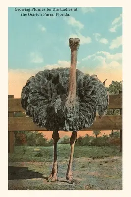 Jurnal de epocă Ostrich, Florida - Vintage Journal Ostrich, Florida