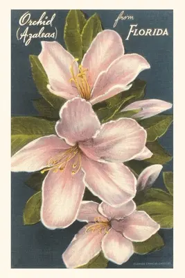 Vintage Journal Orhidee Azaleas, Florida - Vintage Journal Orchid Azaleas, Florida