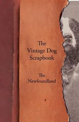 Scrapbook-ul câinilor de epocă - Newfoundland - The Vintage Dog Scrapbook - The Newfoundland