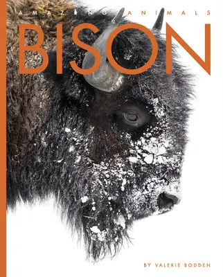 Bizonul - Bison