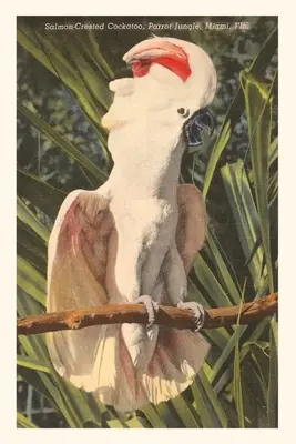 Jurnal de epocă Salmon-Crested Cockatoo, Florida - Vintage Journal Salmon-Crested Cockatoo, Florida