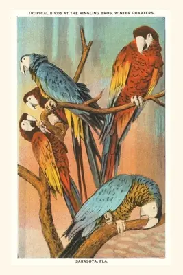 Jurnal de epocă Macaws, Sarasota, Florida - Vintage Journal Macaws, Sarasota, Florida
