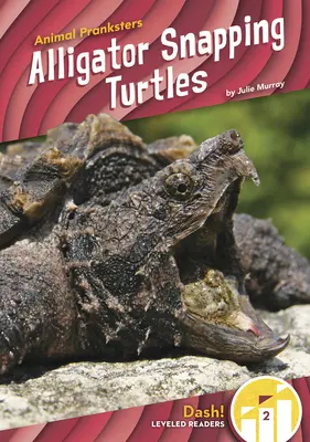 Aligator Țestoase - Alligator Snapping Turtles