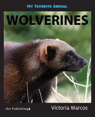 Animalul meu preferat: Wolverines - My Favorite Animal: Wolverines