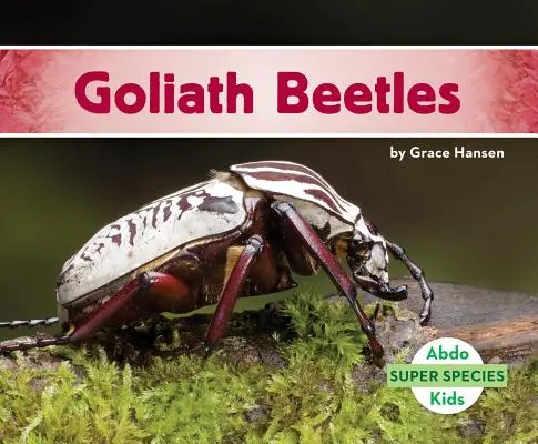 Goliat Beetles - Goliath Beetles