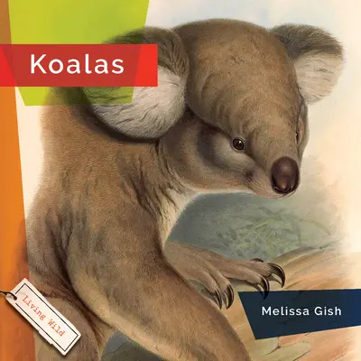 Koala - Koalas