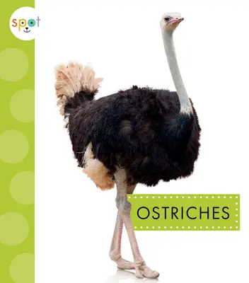 Struții - Ostriches
