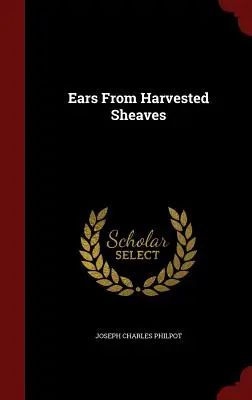 Urechi de la secerișul recoltat - Ears From Harvested Sheaves