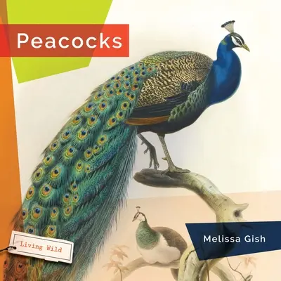 Păuni - Peacocks