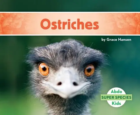 Struți - Ostriches