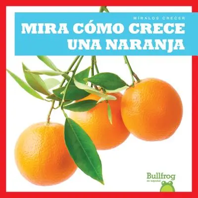 Mira Como Crece Una Naranja (Privește cum crește o portocală) - Mira Como Crece Una Naranja (Watch an Orange Grow)