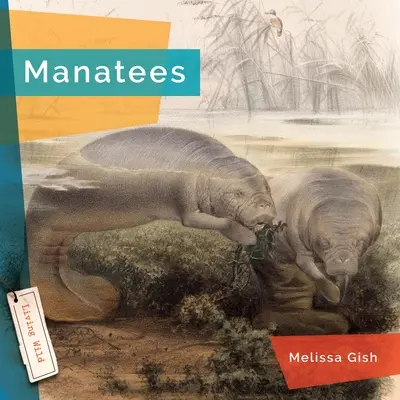 Manatee - Manatees