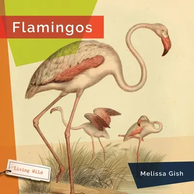 Flamingo - Flamingos