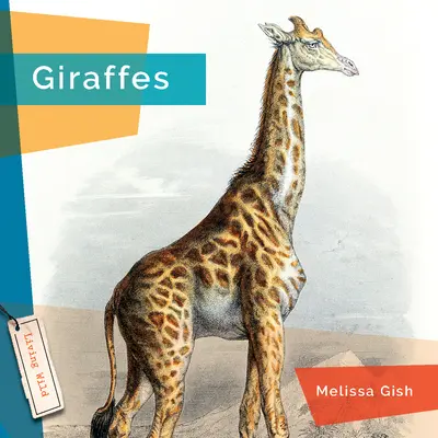 Girafe - Giraffes