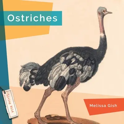 Struți - Ostriches
