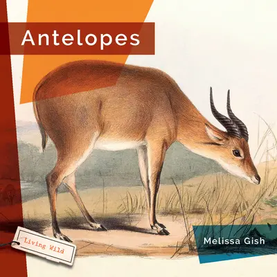 Antilope - Antelopes