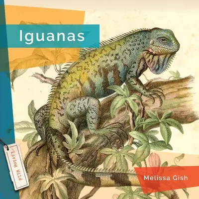 Iguane - Iguanas