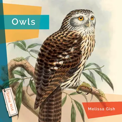 Bufnițe - Owls