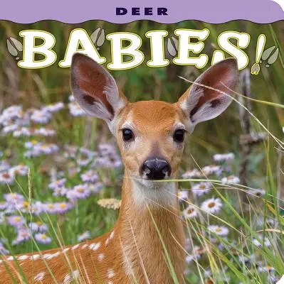 Bebeluși căprioară! - Deer Babies!