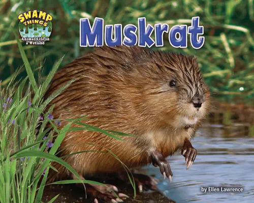 Șobolan moscat - Muskrat