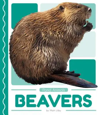 Castorii - Beavers