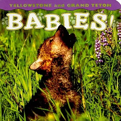 Bebelușii Yellowstone și Grand Teton! - Yellowstone and Grand Teton Babies!