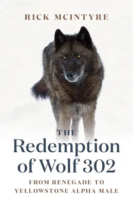 Răscumpărarea Lupului 302: De la renegat la masculul alfa din Yellowstone - The Redemption of Wolf 302: From Renegade to Yellowstone Alpha Male