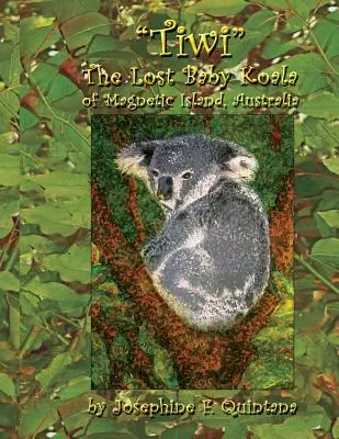 Tiwi, puiul de Koala pierdut din Magnetic Island, Australia - Tiwi, the Lost Baby Koala of Magnetic Island, Australia