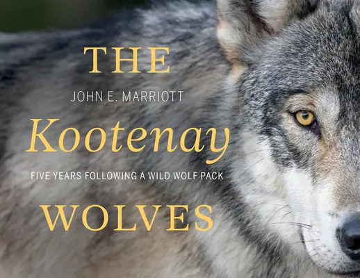 Lupii din Kootenay: Cinci ani în urma unei haite de lupi sălbatici - The Kootenay Wolves: Five Years Following a Wild Wolf Pack