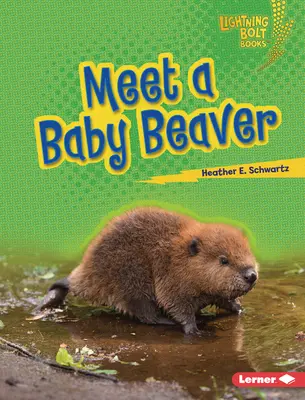 Faceți cunoștință cu un pui de castor - Meet a Baby Beaver
