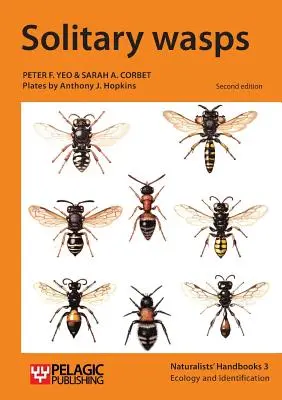 Viespi solitare - Solitary wasps